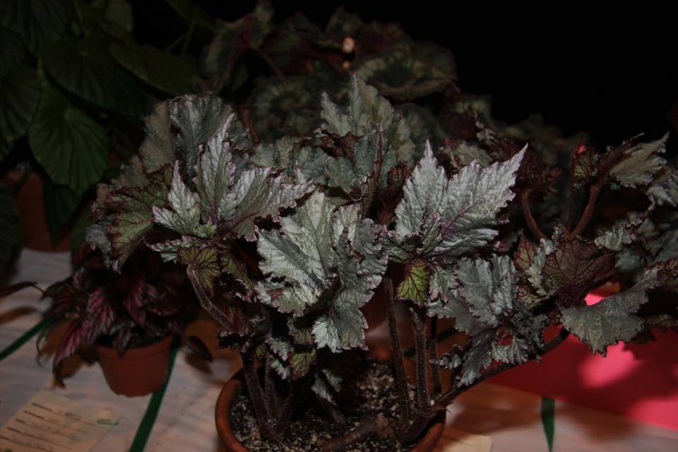 B. ‘Purple Snow’
